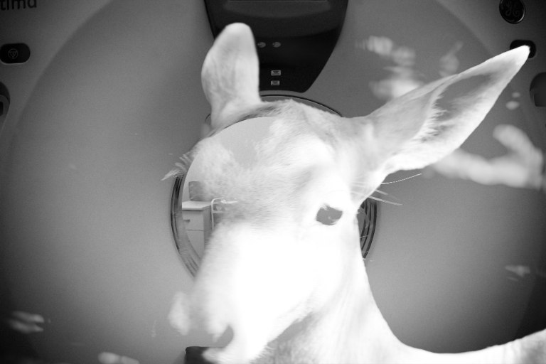 📰 NEW DROP 🗞

Anima&amp;Animus / THE ANSWER IS ALWAYS INSIDE YOU

Suddenly in an MRI you find your soul. She's a beautiful animal that was just waiting for you to look at it.
 
10 pieces by 1 tez!

objkt.com/asset/KT1USKQu…

#nftphotography #tezosart