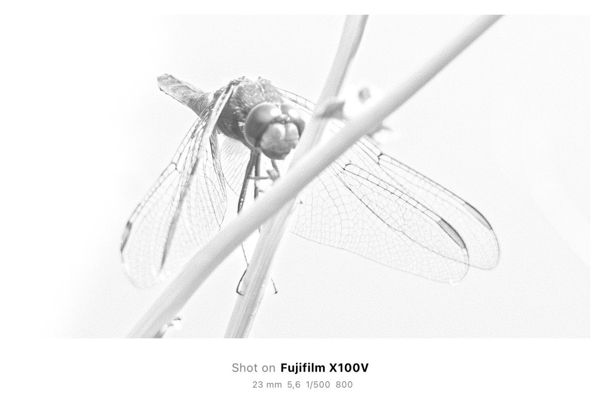 AviProjects's tweet image. 