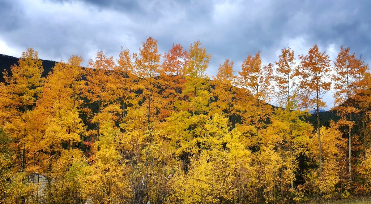 Symphony of fall colours ongoing in the Canadian Rockies! 😍

I don't recall ever seeing so much orange.