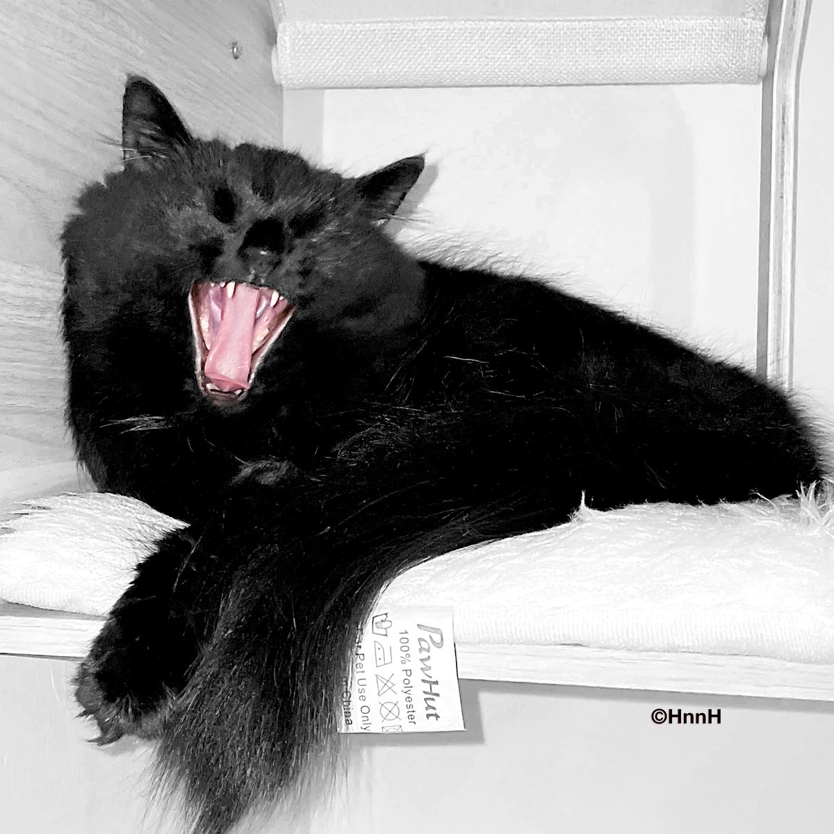 Happy #Caturday!
#MiniPanther #HousePanther #HousePanthers
#CatsAreFamily #BlackCats #CatsLover #LoveBlackCats #CatsOfTwitter #Kitty #Panther #MiniPanthers #Photography #BlackAndWhite #BnW #Fotografia #Cat #Cats #CatsOfInstagram #InstaCat #Catstagram #Purr #BlackCat #Meow #Kitten