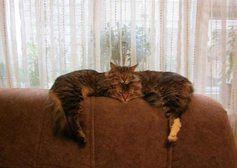 cats who share one braincell (@catbraincell) on Twitter photo 