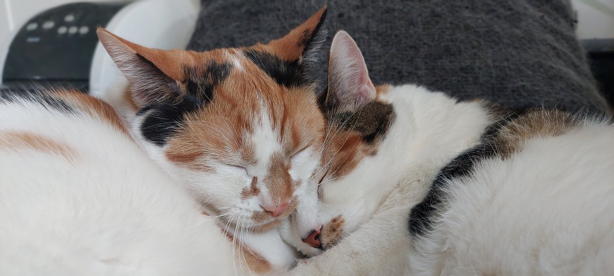 lady0fgames tweet media