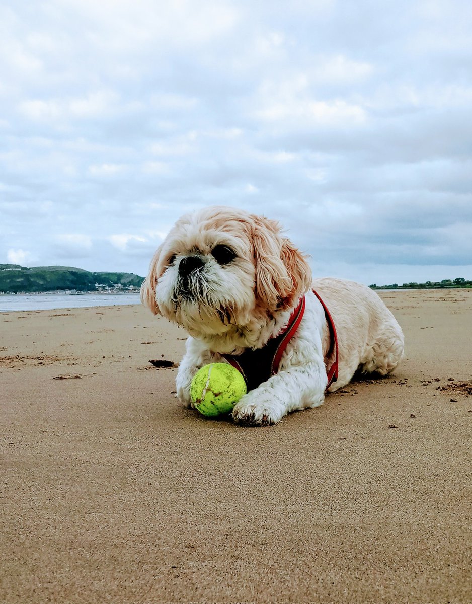 DaBaba92968514's tweet photo. Morfa beach today. It for me fanks 😊👍 #shihtzu https://t.co/SNz6WJCse2