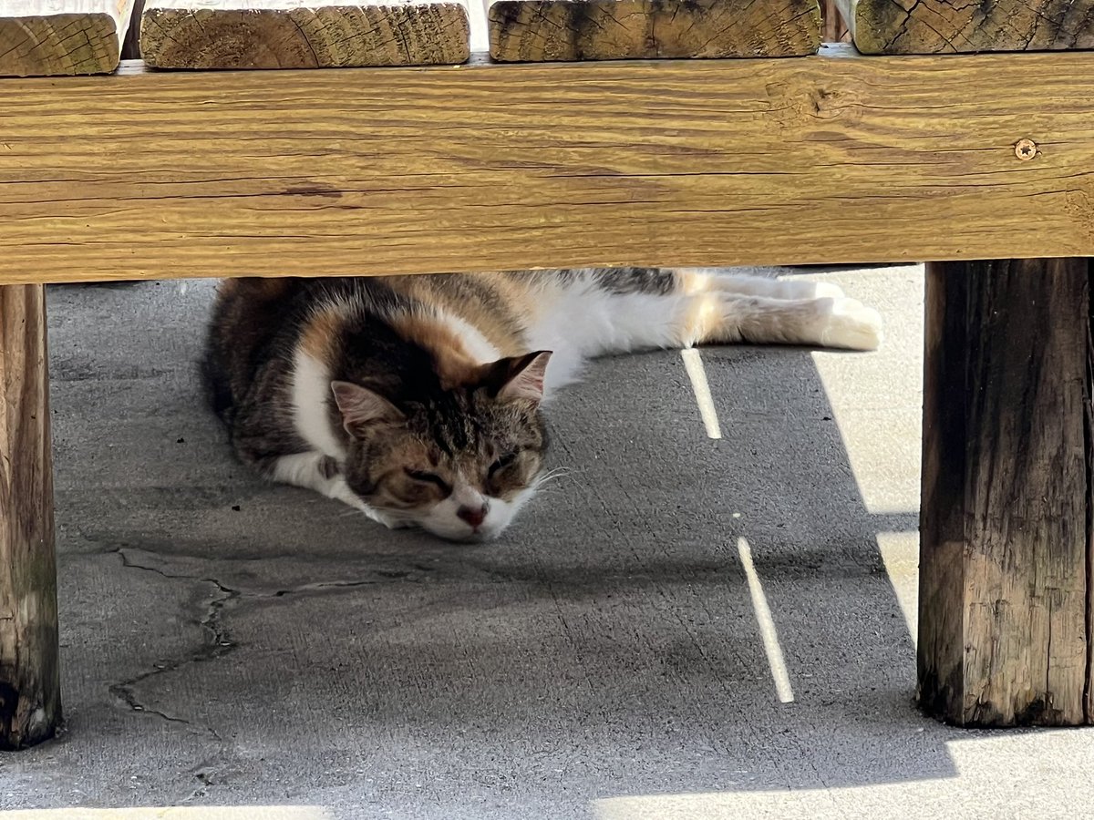 SkittlesFriends's tweet photo. Skittles: Hey There Friends as you can see I’m having a relaxing and lazy #Caturday here on the Catico,
😺☀️🏡
#CatsOfTwitter 
#Calico
#TailsoftheCatico https://t.co/VMffvGhTei