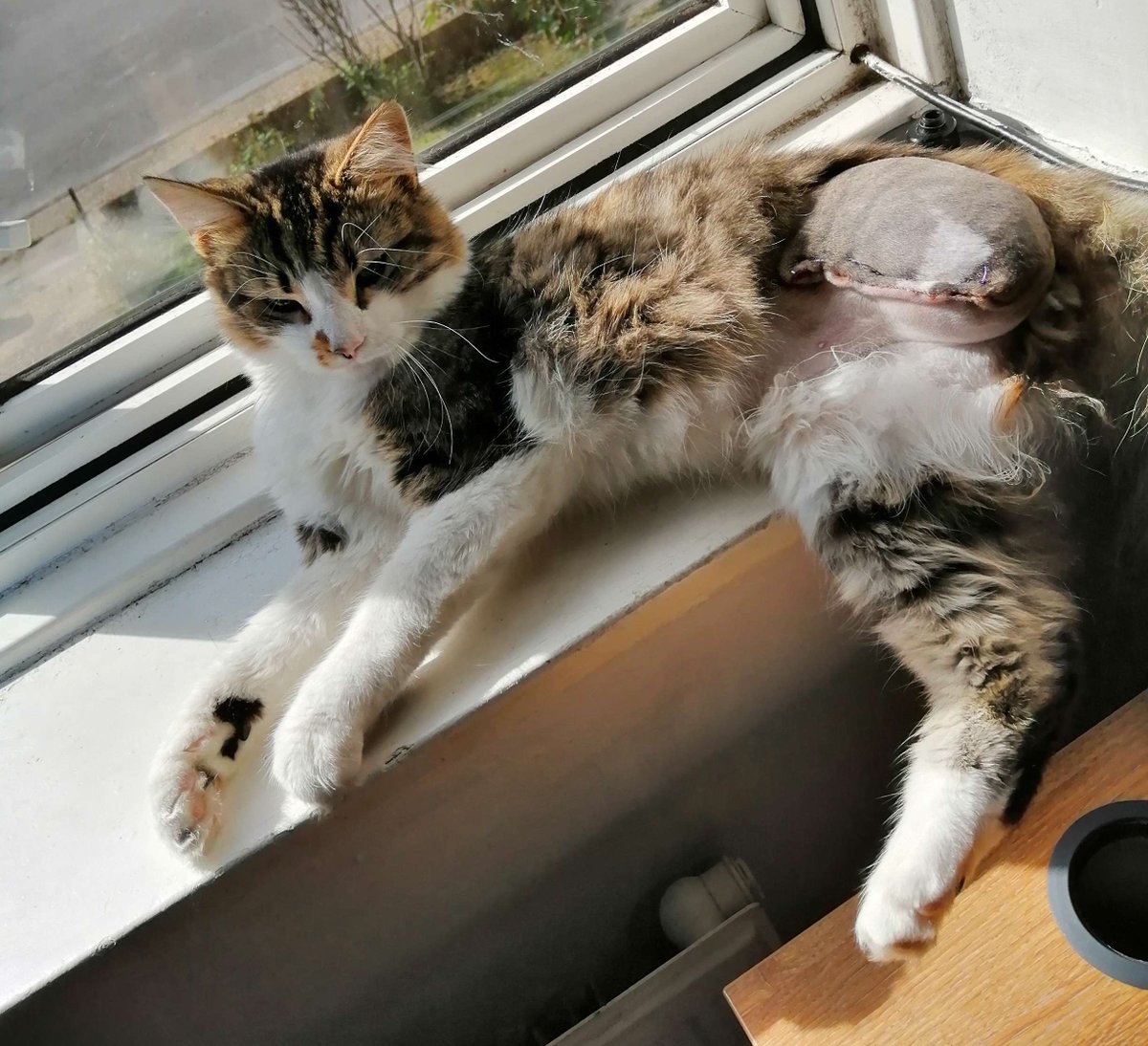 Peruredi_'s tweet image. !! please retweet !! anything helps !!

my cousin recently just almost their precious lil kitty Cookie after he was hit by a car. my cousin had no other choice but to break into their savings to save their cats life and have his leg amputated !!

ko-fi.com/peruredi