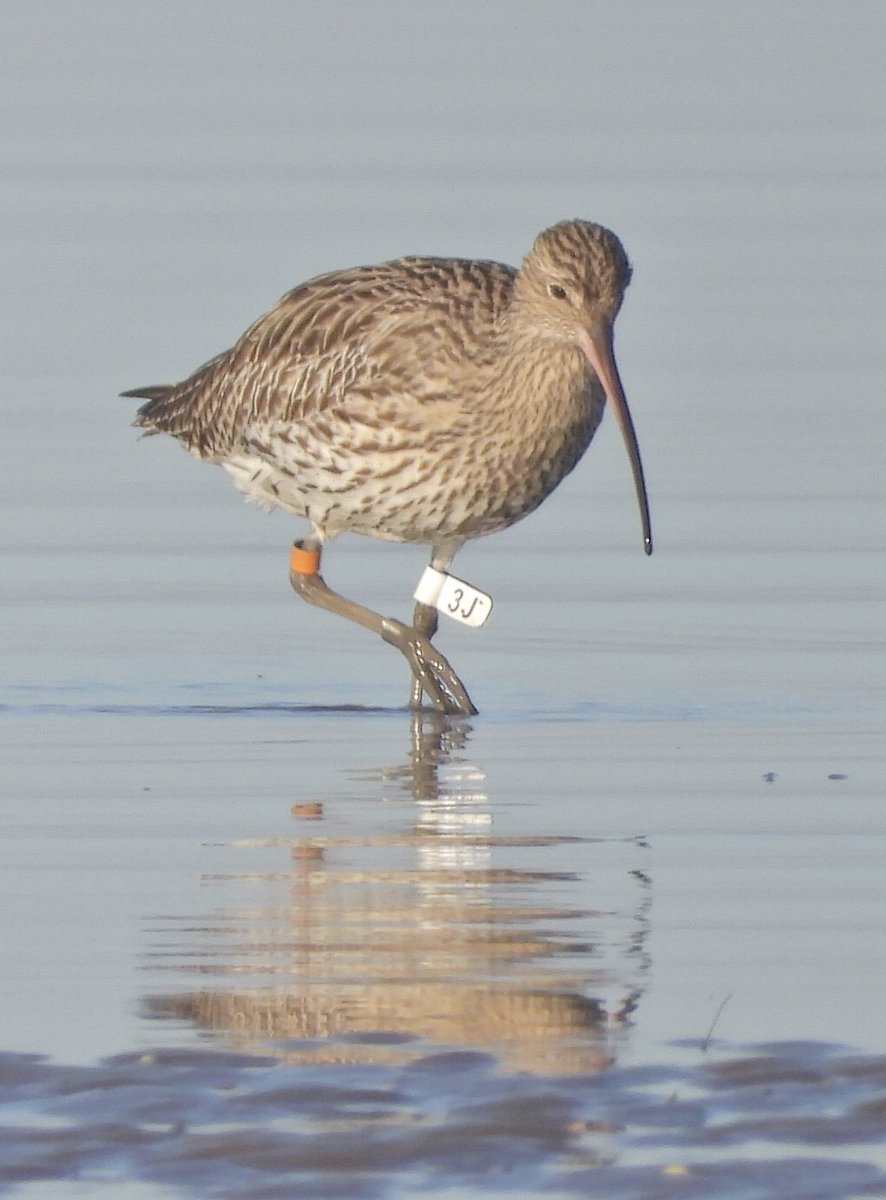 Check out our latest blog on Curlew avoiding windfarms in the North and Baltic Seas. Data from tagged birds caught across Europe (including the Wash) show us what happens when a Curlew encounters a windfarm. Blog wwrg.org.uk/curlew-and-win Flagged Curlew by Cathy Ryden