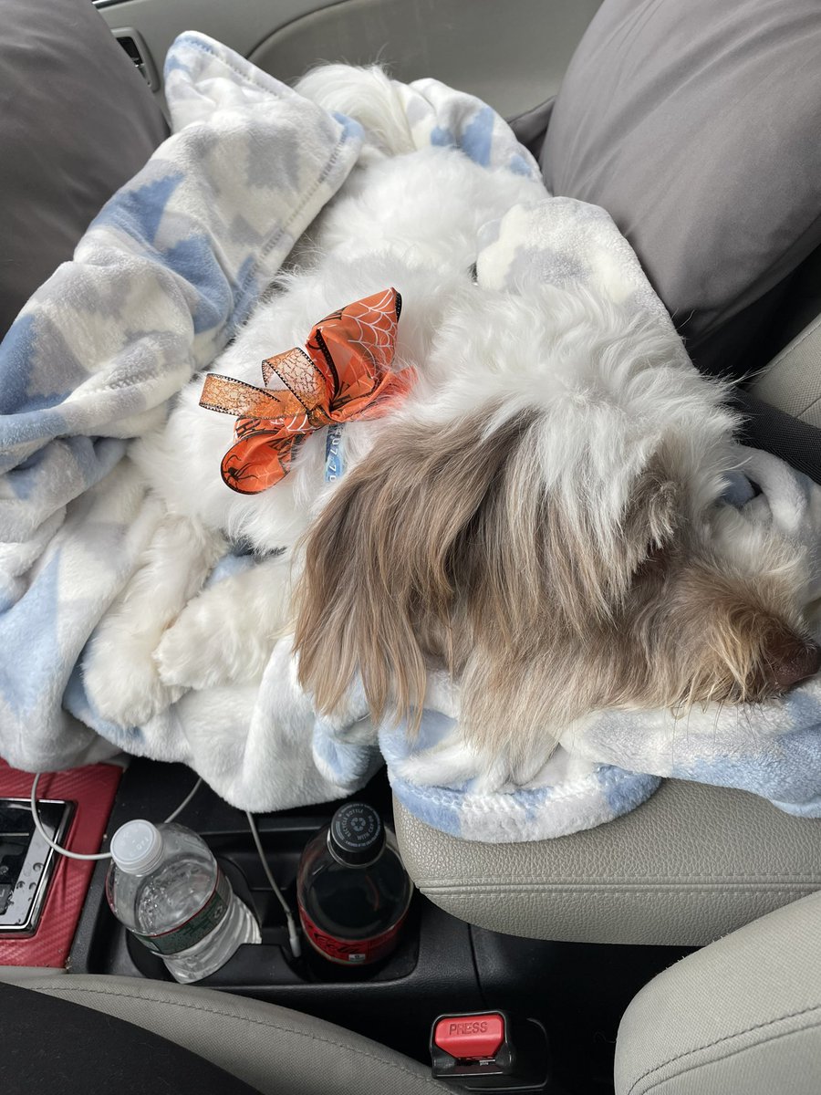 Jk8pinky's tweet photo. Baby Bruno! ❤️ our little piece oh heaven on earth! ❤️❤️❤️❤️🐶 https://t.co/hlnhKdHHLv
