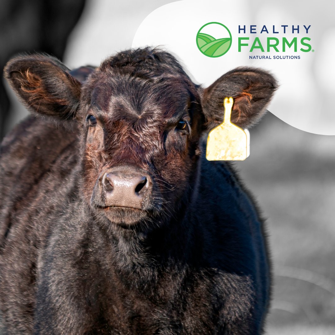 Revolutionizing beef production with eco-friendly manure management solutions. A greener, more efficient, and sustainable future in agriculture is on the horizon! 🌱🐄 

#SustainableAg #BeefProduction #BeefInnovation #Bioverse #HealthyFarms