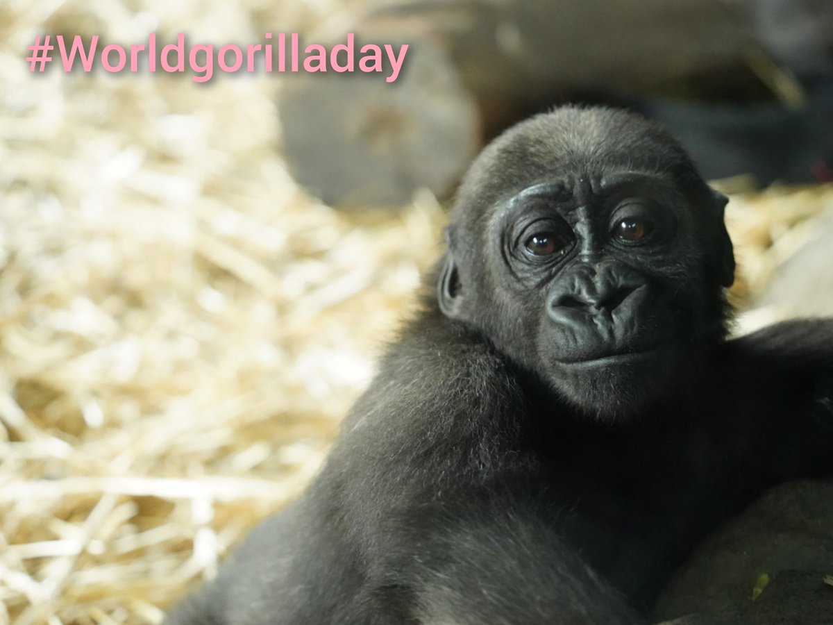 今年6月に霊長類沼にハマり、国内6園のゴリラに会いに行きました。どの園でも最高に癒やされて 、優しい気持ちになれました。ありがとうございます。今日は #世界ゴリラの日

I felt soothed and had a warm feeling whenever I saw the gorillas at each zoo. Thank you. Today is #WorldGorillaDay