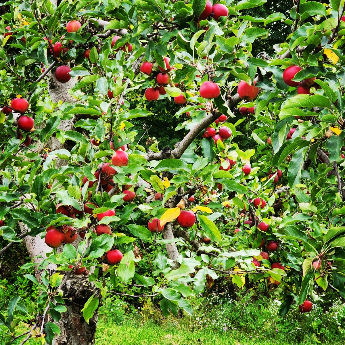 fatherhoodf1rst's tweet image. Apple picking day! 

#fatherhood #fatherhoodfirst #familytime #family #familyday 
#sangerfarms #sonship #motherhood #Apple #applepicking #grandmotherhood