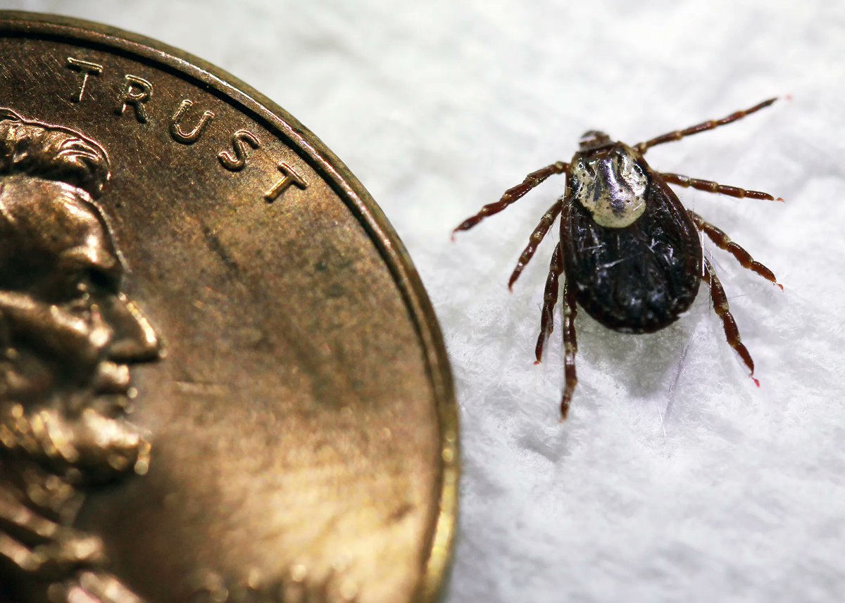 What is Powassan virus? What to know about the disease caused by a tick bite via @USAToday buff.ly/45Q6Ei5 #tickborneillness #powassanvirus #tickbites #connecticut