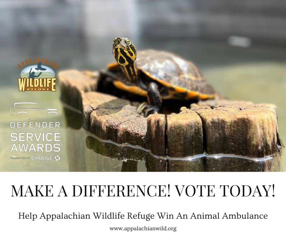 You're TURTLE-Y making a difference!!! Click the link below and vote for Appalachian Wildlife Refuge

landroverusa.com/experiences/ev…