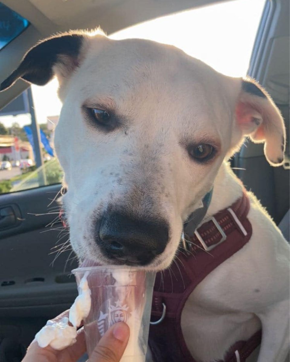 ashevillehumane's tweet photo. Santiago was found as a stray in 2020 and was finally adopted after waiting NINE months! His new mom drove all the way from Rhode Island to adopt him. Recently, his mom threw him a birthday party complete with cake, presents, balloons, and even a pup cup from @Starbucks! 🎂🎈🎁 https://t.co/K7yyrZKCJq