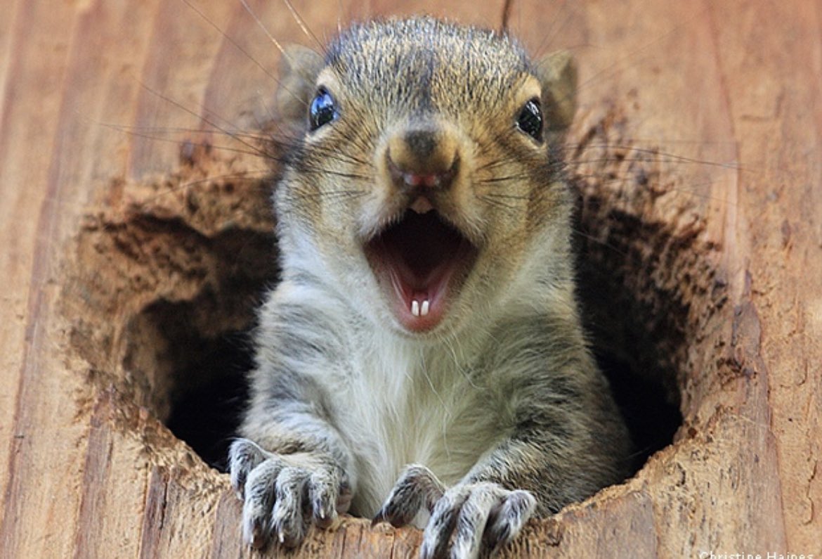 Did you know this fun facts about our furry friends? 

blog.nwf.org/2015/01/10-nut…