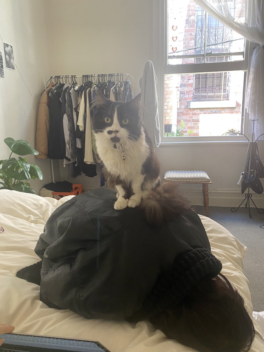 internetsIag's tweet photo. Missing her so bad rn. Free my girl from the Brunswick cat boarding facility. https://t.co/7cqpO5T1kb