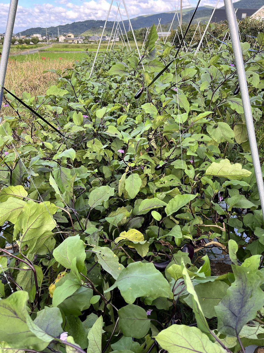 悲報
ナスの樹、実の重さに耐えきれず倒れる🍆🍆🍆

完全にとり遅れです。ごめんなさい🙇‍♂️🍆