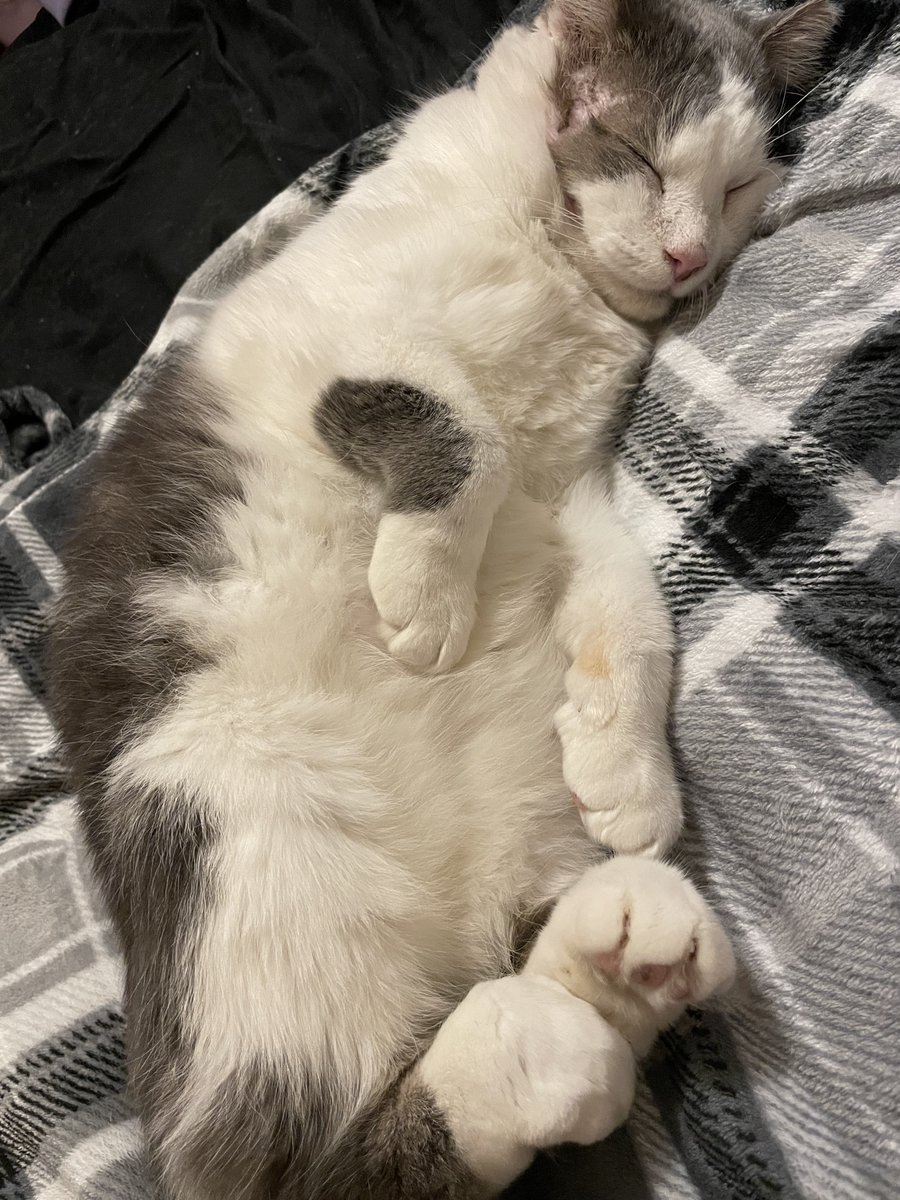 drawyourcatdrnk's tweet photo. BTW can we appreciate BOTH harpers? (old pics of harper because i have no new ones on my PC) https://t.co/dU7QBJ4k9L