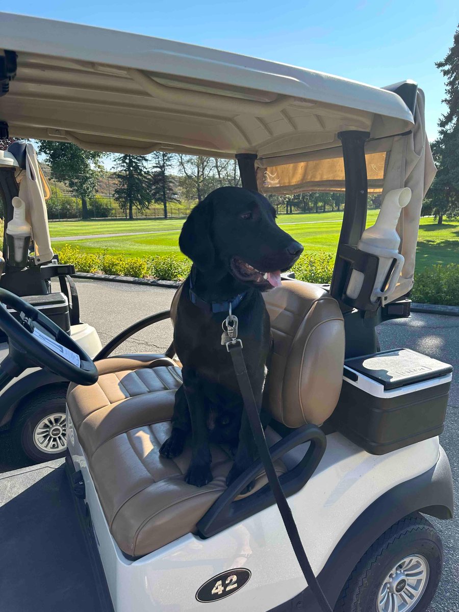 Golf_Inglewood's tweet photo. One of our favourite proshop dogs, Cash, says “Happy Saturday Everyone!” 

#inglewoodgolf #inglewood #golf #yycgolf #yyc #golfcoursedog https://t.co/jARIyd9flx