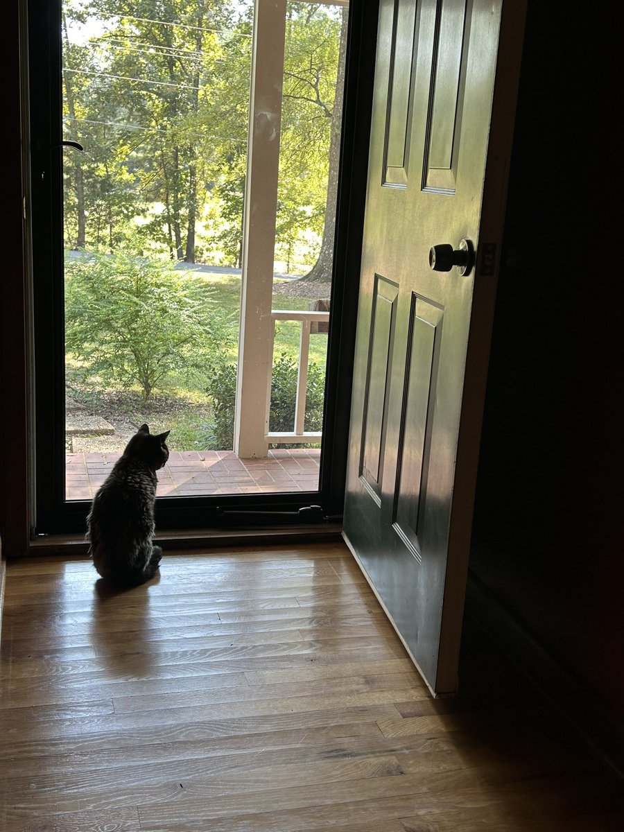 shortsm1's tweet photo. Taco is waiting for @OleMissBSB to start. #146days #tacocat #palindrome ❤️💙🩵 https://t.co/9AeAKGJuln