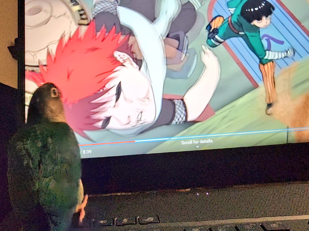 suitooth's tweet photo. @_intoner This is what I get for letting him binge naruto from the age of 7 weeks https://t.co/s3s7SMU8Vd