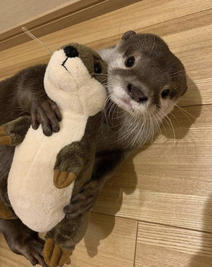 quiero una NUTRIA