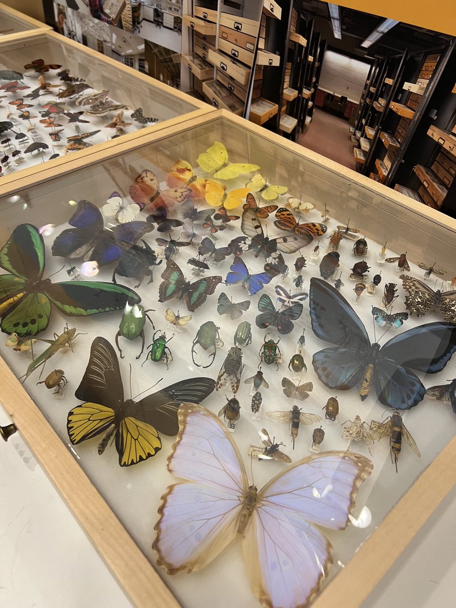 Department of Entomology@Cornell University tweet media