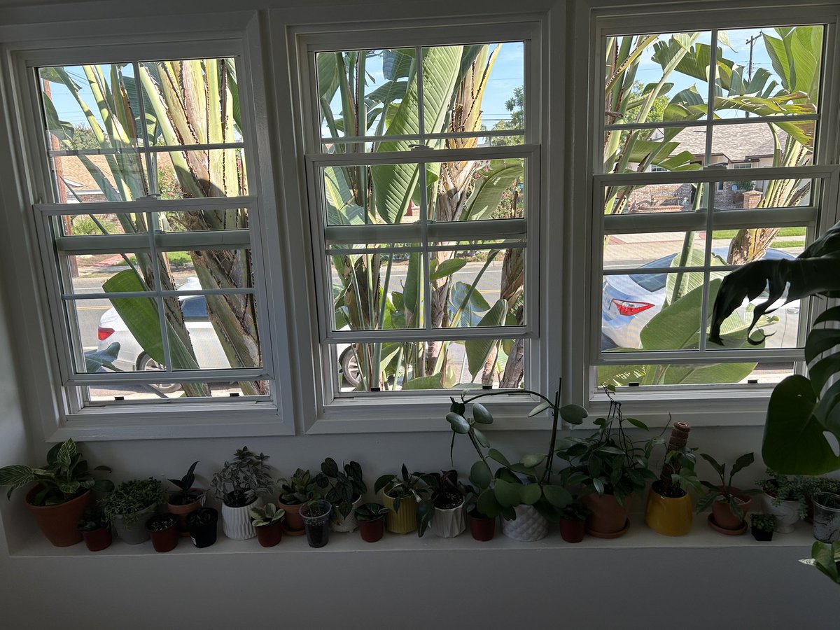 houseplantguy1's tweet photo. Haven’t posted in a while because I’ve been busy moving! Finally have all my plants back!
#plants #houseplants #planttwitter https://t.co/TYHJCoZivM