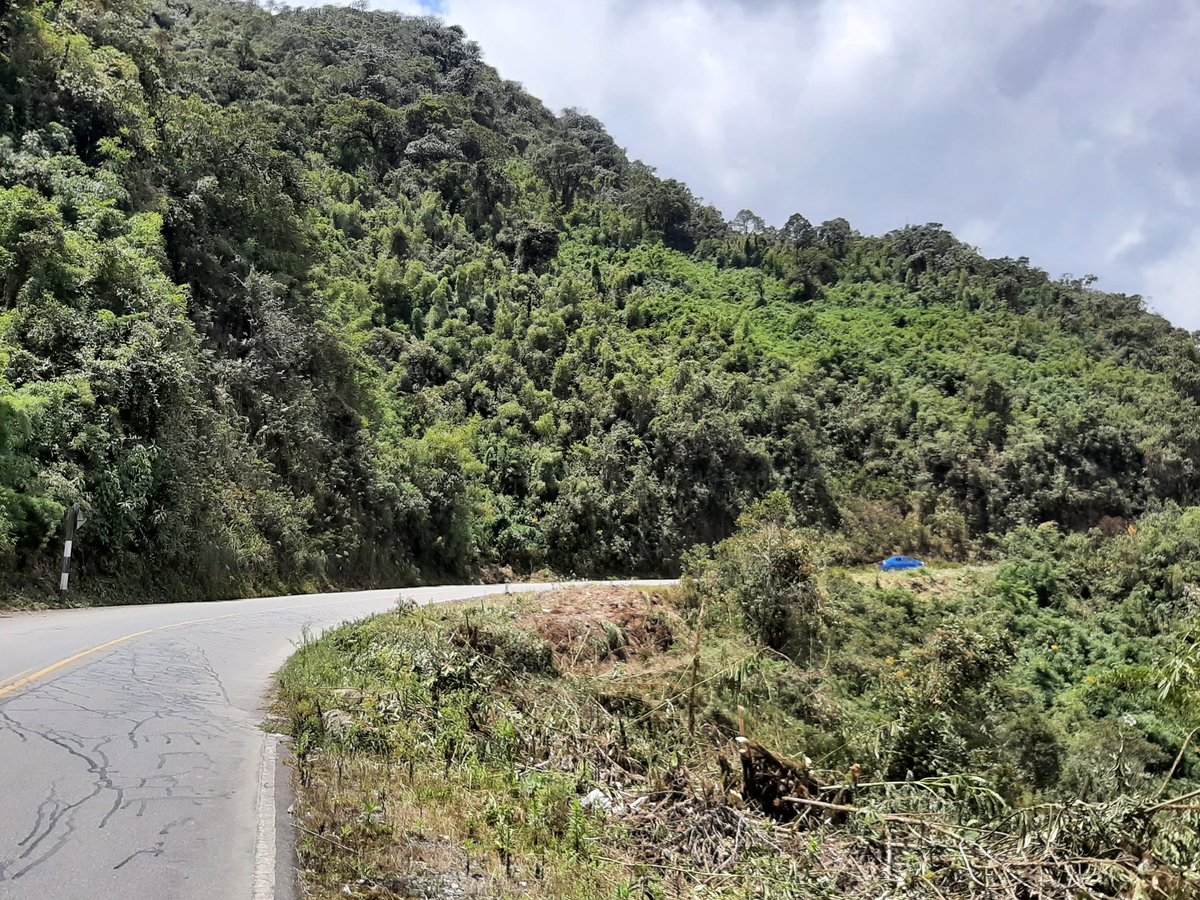 ruizlalo's tweet photo. #Bamboo forest two #Chusquea and #Aulonemia species growing together #Carrizal #Cusco #Peru https://t.co/6tNMVxoBzH