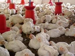 DVD chicken 🐔 kwamhlanga mpumalanga province