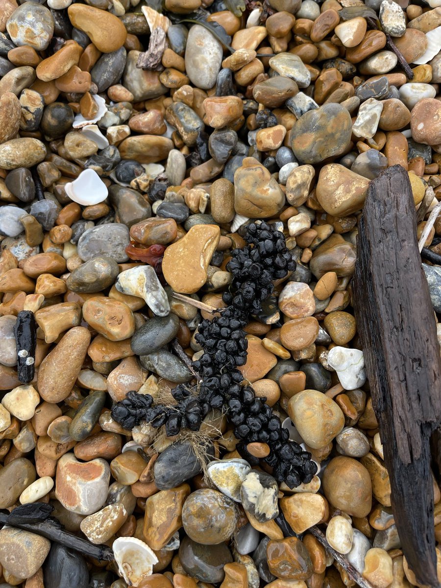 #BeachFind … #Cuttlefish eggs washed up by the tide ♥️ #SaturdayVibes