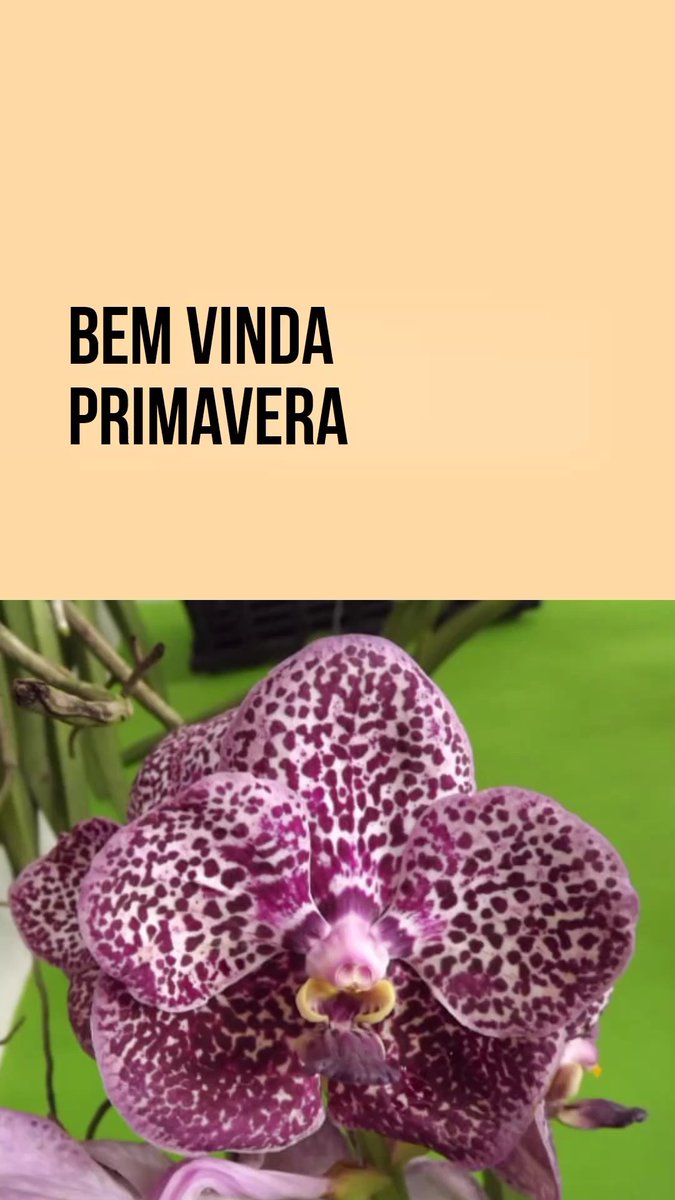 RotaseCidades's tweet photo. É Primavera.
Estação das Flores.
Flower's station.
#Primavera #spring #estacao #flores #station #flowers https://t.co/FwdWTl5T85