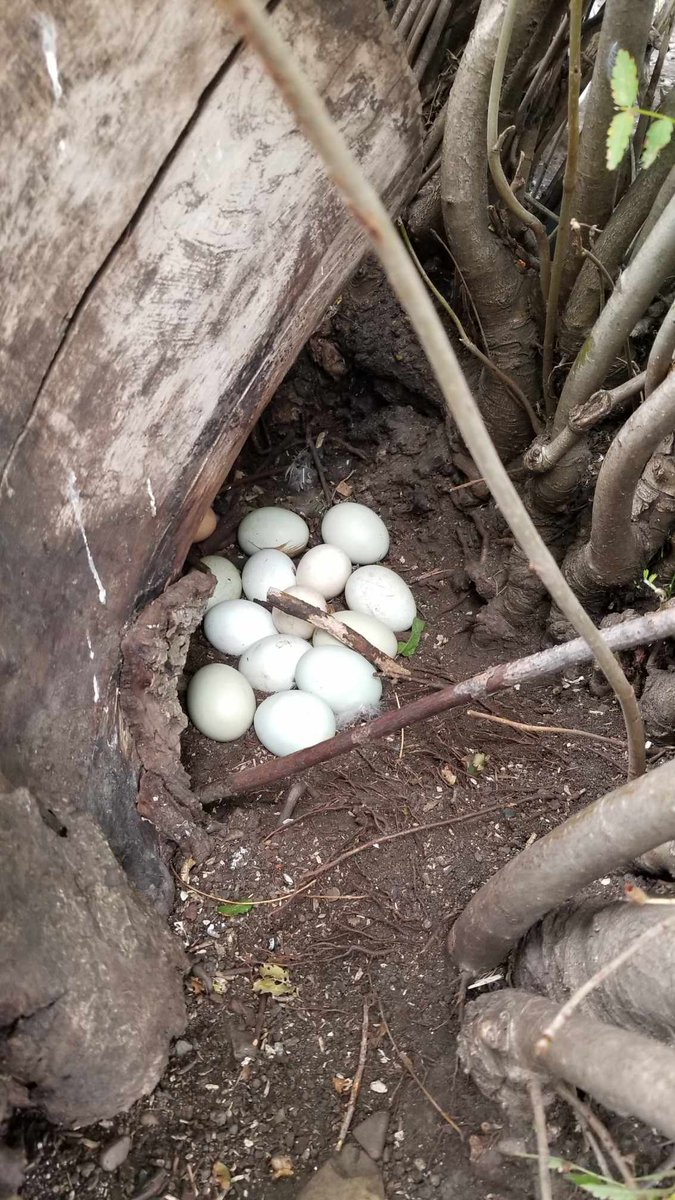 Emily Stepp tweet media