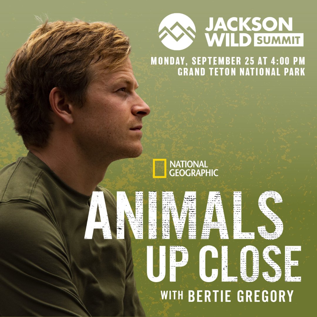 Tomorrow, join @bertiegregory at @JacksonWild for a Q&A following a very special screening of #AnimalsUpClose: Antarctic Killer Waves.