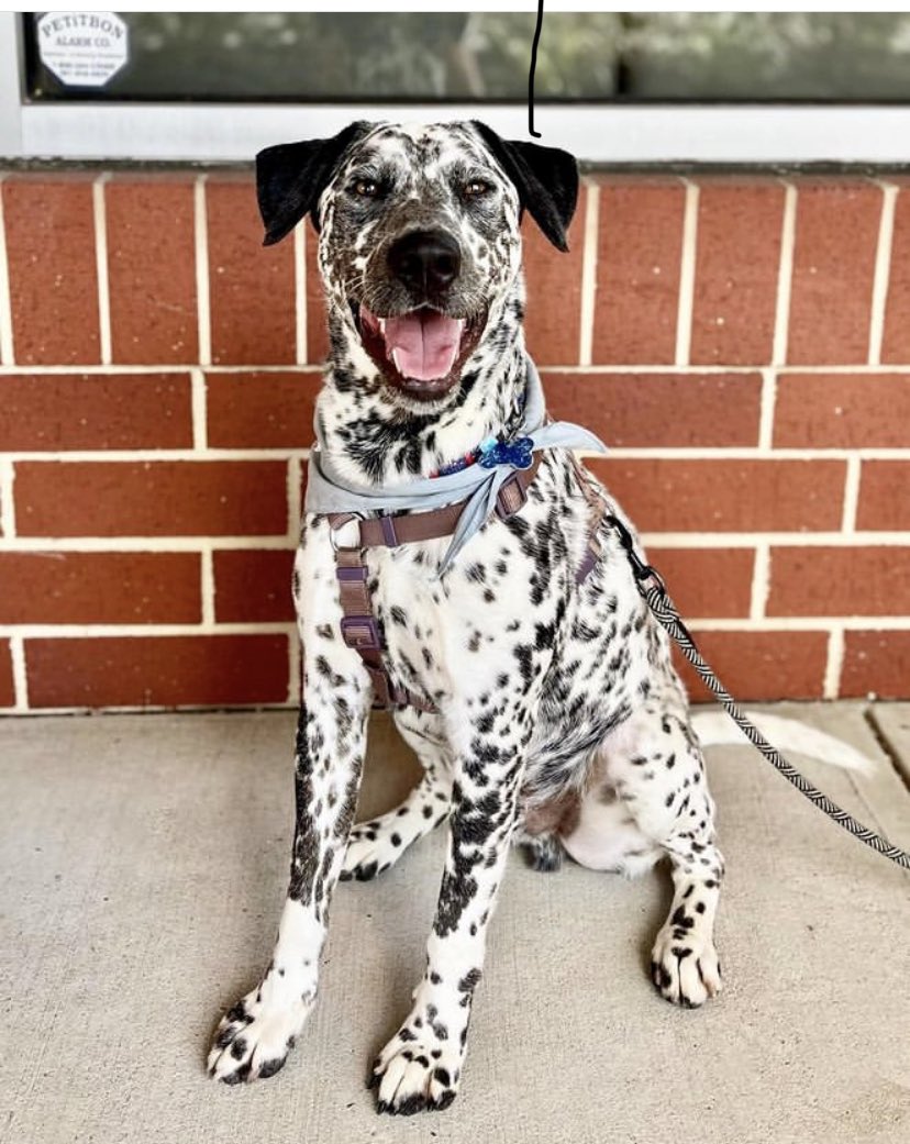 PRforAnimals's tweet photo. This sweet 1 year old Dalmatian mix is up for adoption. For more details, visit 
https://t.co/TCOpksZLPP #AdoptDontShop https://t.co/GGajvuvGeA