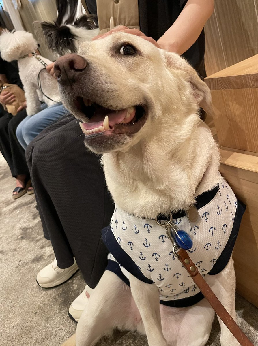 カフェ(totos)にて、のんびりお友達と過したよ🐶
 #totos  #カフェ #トトスカフェ #犬友
 #週末のんびり #ラブラドールレトリバー #ラブ好き