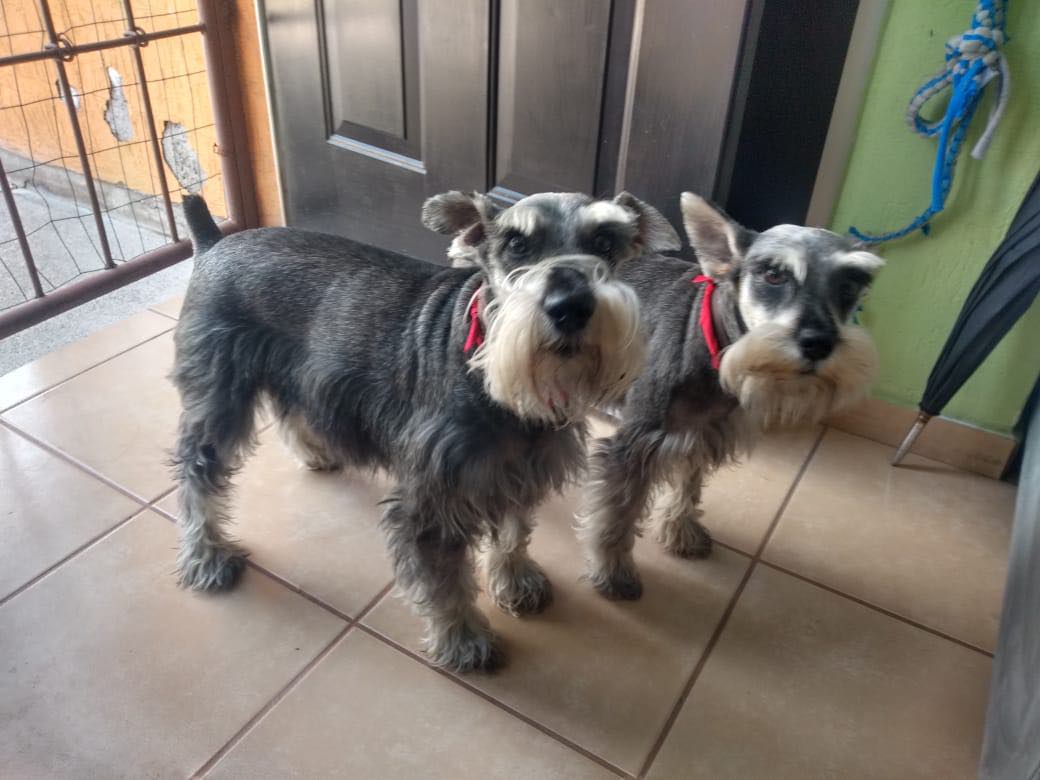 PrrosPerdidosMX's tweet photo. #Encontrados 22 septiembre 23 #Ixtapaluca #Edomex 
☎️ 5529694794 https://t.co/HvUVL7FyPh