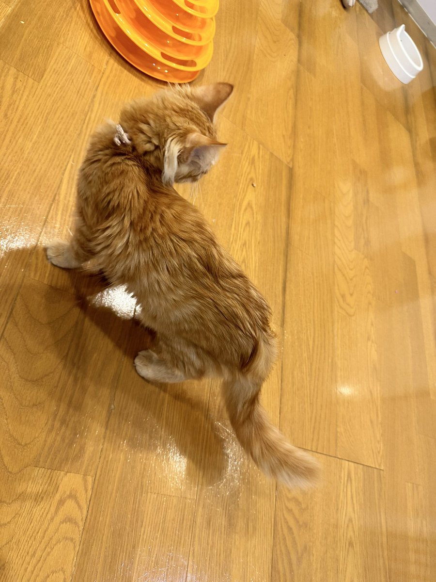 shoko55mmts's tweet photo. この子も引き取ることになりました、保護猫です
なんで捨てられちゃうんだろう
ふわふわカワユス！！
耳のうしろが長いふわふわ毛がある！ポケモンみたい！
おとなしくていいこですよ

メイプルちゃんです🍁 https://t.co/XdKncMioQK