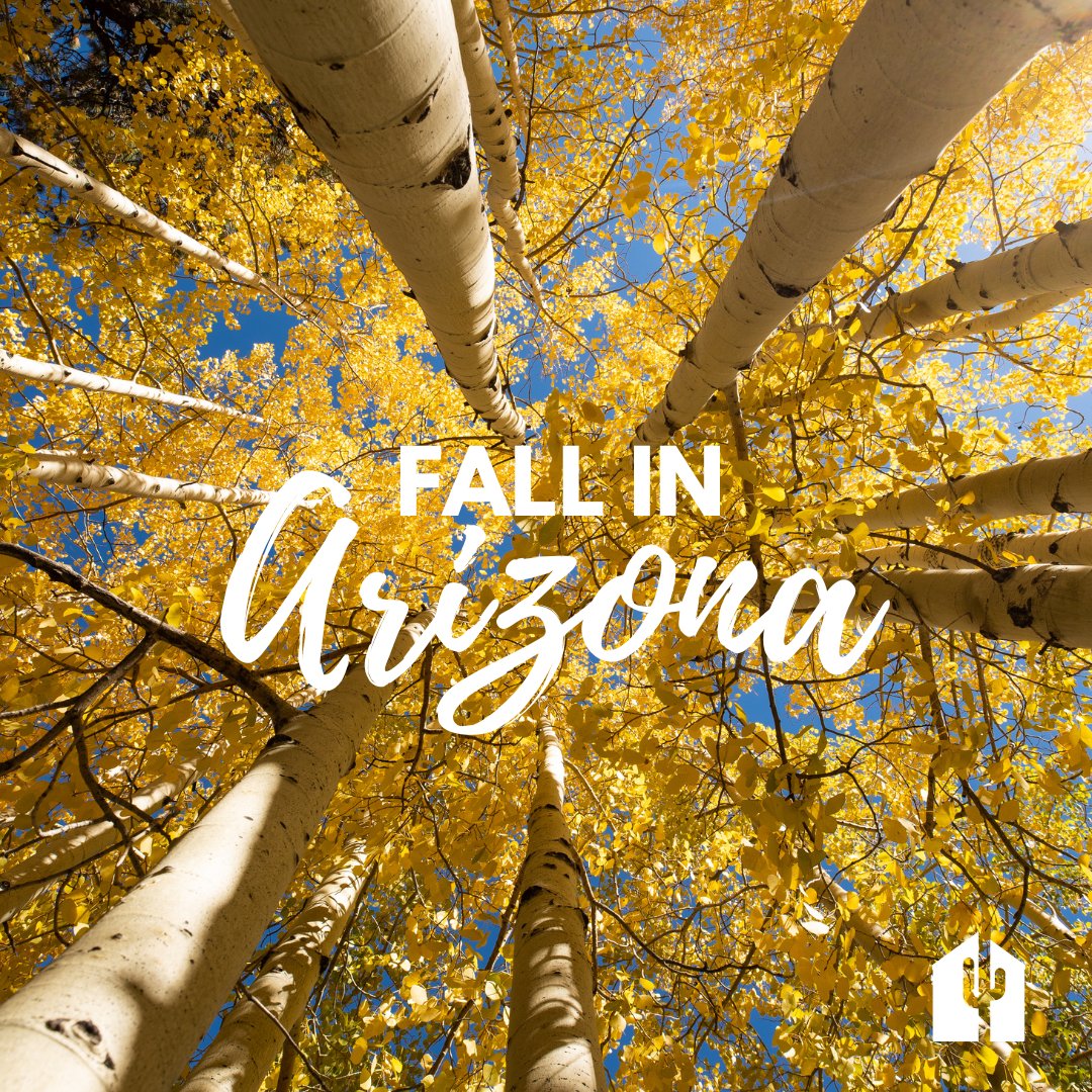 AZ_REALTORS's tweet photo. A fresh playlist to celebrate the Fall Equinox from all of us @az_realtors 🍂✨ Perfect for open houses, commutes and more!

Enjoy the playlist here: https://t.co/Eu5o63plf2
⠀⠀⠀⠀⠀⠀⠀⠀⠀
#arizonarealtors #fallseason #fallinarizona https://t.co/FVhK5zCV5q
