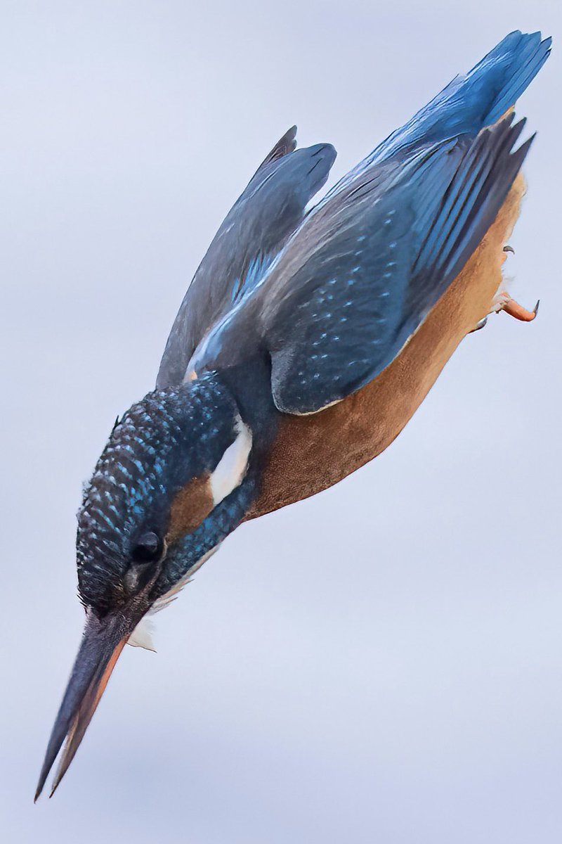 hertskingfisher's tweet photo. Tight crop of a diving kingfisher (River Beane in Hertfordshire) https://t.co/s2bK4jhnKc