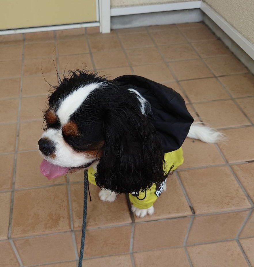 maco1001's tweet photo. 雨上がりのお散歩だワン🐾
レインコートを着て行ったよ🐶🐶

#キャバリア #お散歩 #cavaliers https://t.co/AaaZuLVNVo