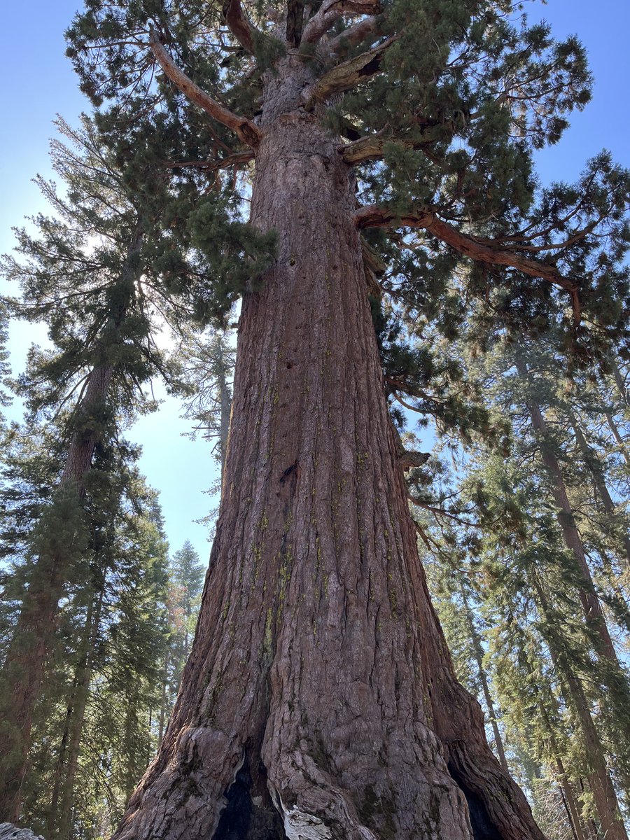 Stopped in to see an old friend in California today.  2000 years old, and still hanging in there, despite it all.