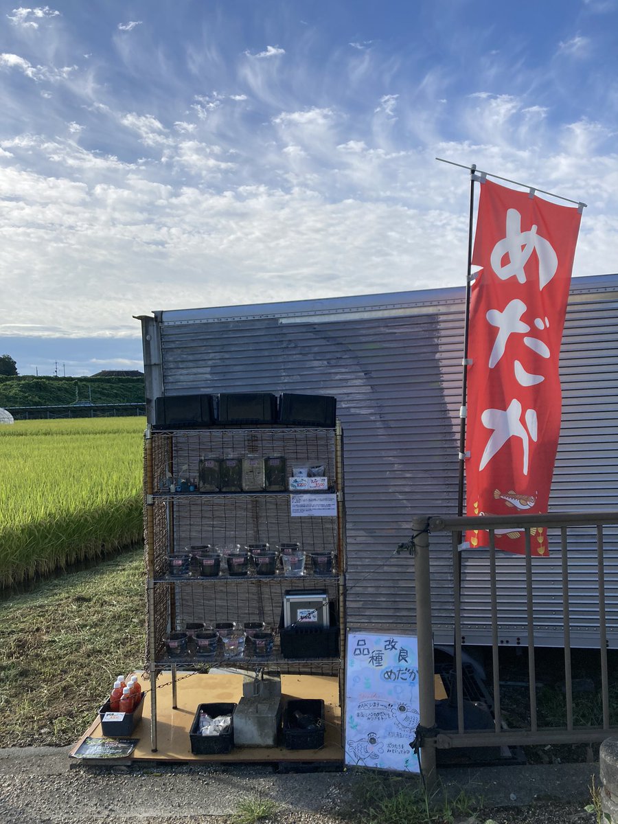 Kobiton5's tweet photo. おはようございます🐠☀️
今日は快晴ですね😊
稲穂🌾もかなり実っております🎵
今日は頑張って、白菜🥬を植えていきたいと思います✨
無人販売🐟も細々やってます‼️
今日も1日宜しくお願いします🙇‍♂️🙇‍♂️

#メダカ
#無人販売
#白菜
#米奈良県産ひのひかり
#竹取公園 https://t.co/hsxo6OS7YV