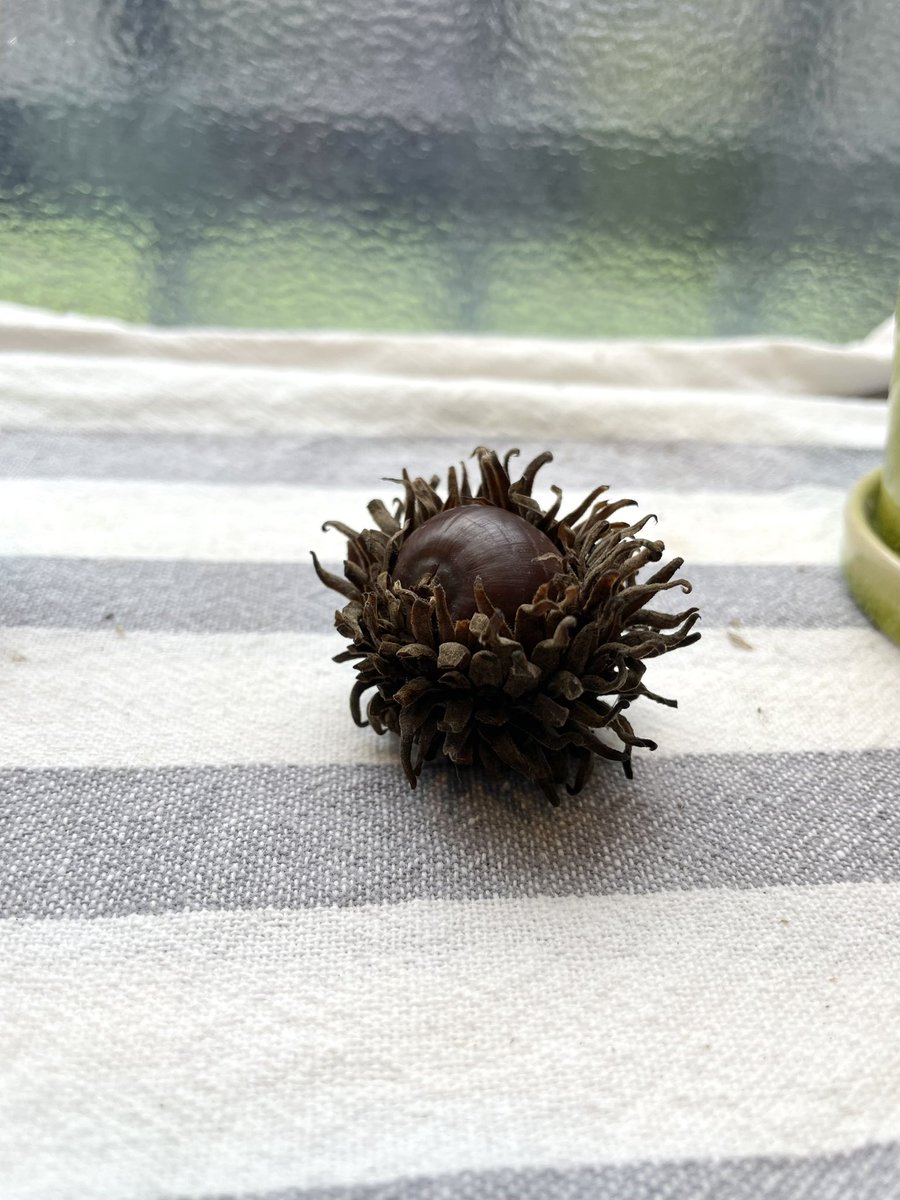 おはようございます。

朝散歩してどんぐり拾ってきました♪
皆さまにとっても今日が良い一日になりますように✨