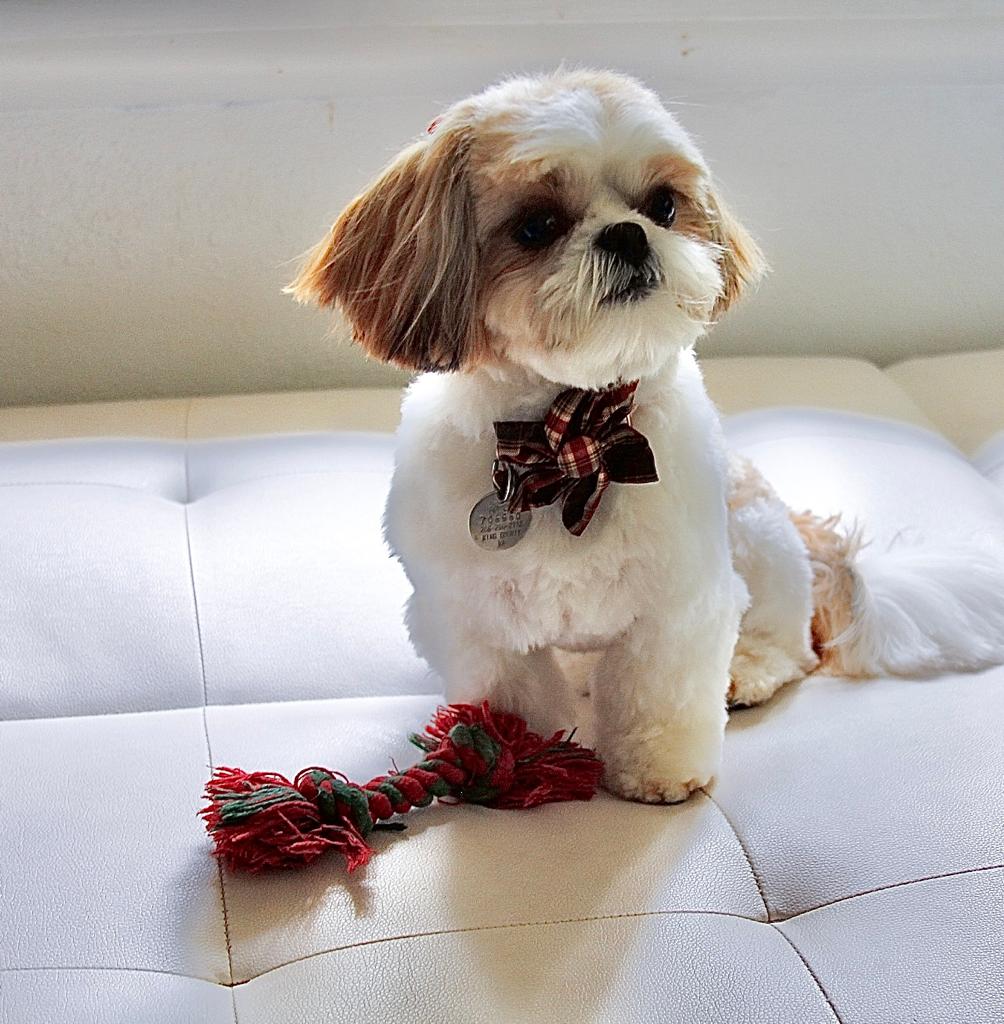 LegionD11's tweet photo. @ReelzChannel @OfficialOPLive Abby got a haircut today and is ready for the start of #OPLive! #OPNation #OPL @CurtisWilson275 @danabrams #DogsOfOPLive #OPLiveK9s ππΆππΎ https://t.co/nlRwnlgd7r