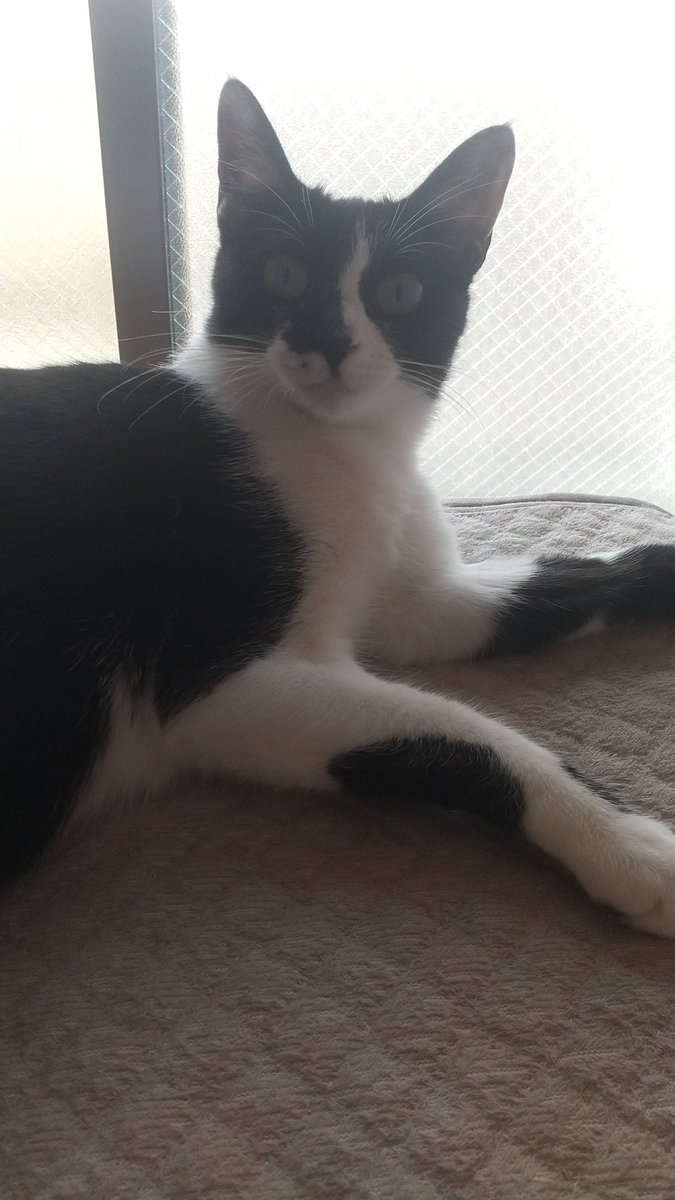 朝起きてベッドに猫がいるという幸せ🍀
#猫 #ねこ #猫のいる暮らし #猫好きさんと繋がりたい