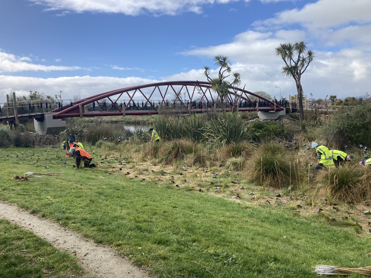 Planting carex secta near the Avondale footbridge.