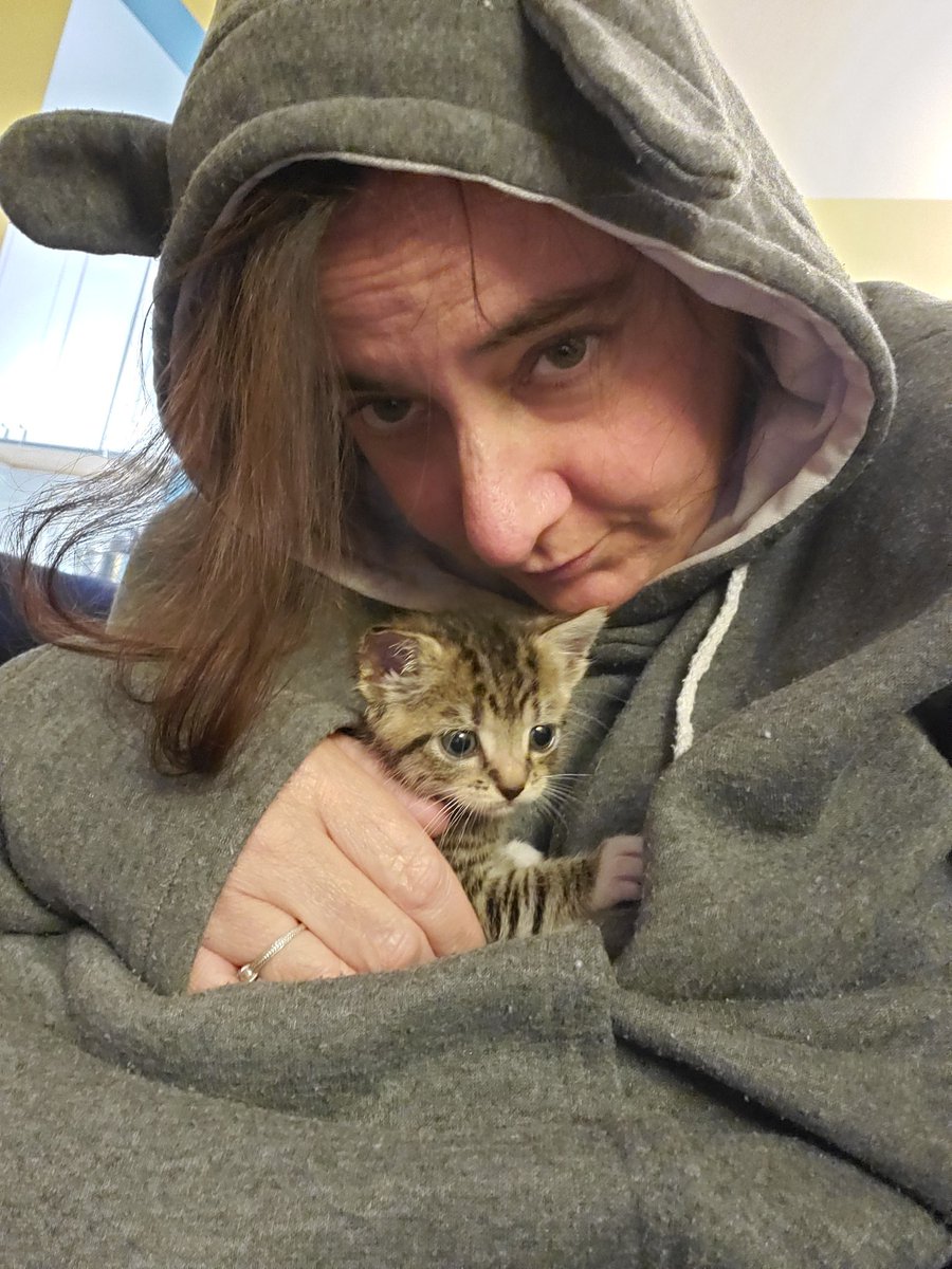 monkeypie76's tweet photo. When hoodie season &amp; kitten season collide https://t.co/xWmtdZhsOX
