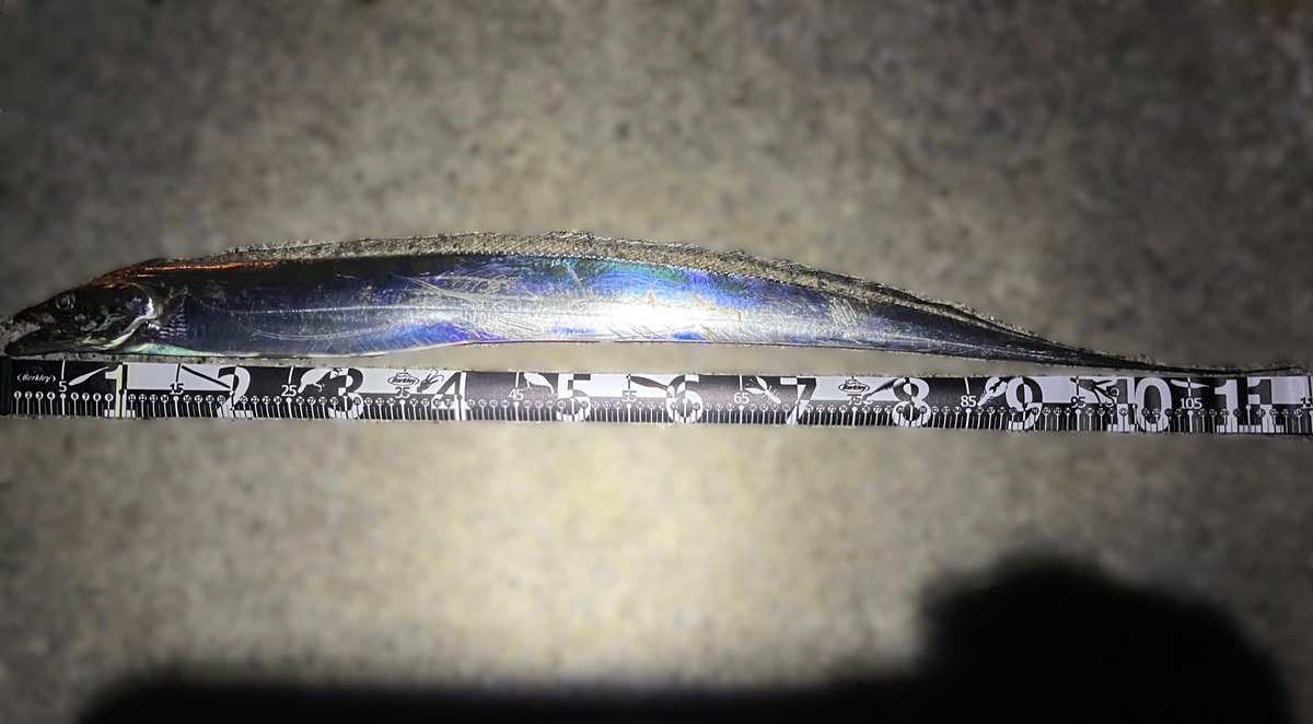 Sablemay's tweet image. やっとドラゴンに出会えた！