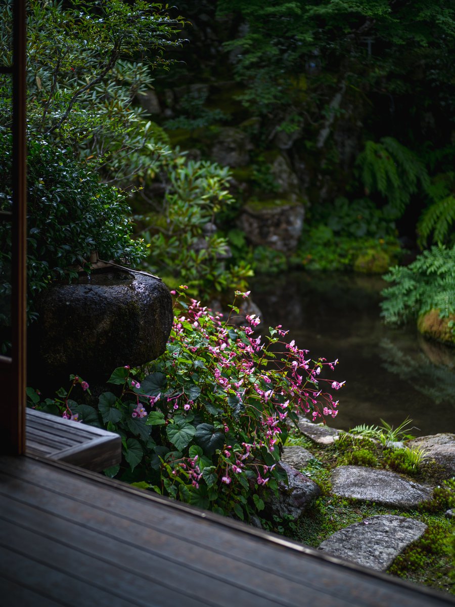 man_tac's tweet image. &amp;lt;京都大原実光院の秋海棠&amp;gt;
2023.9.15撮影

#京都 #実光院 #秋海棠 
#TLを花でいっぱいにしよう 
#写真好きな人と繫がりたい 
#mysky #photography 
#SIGMA #SIGMAfp