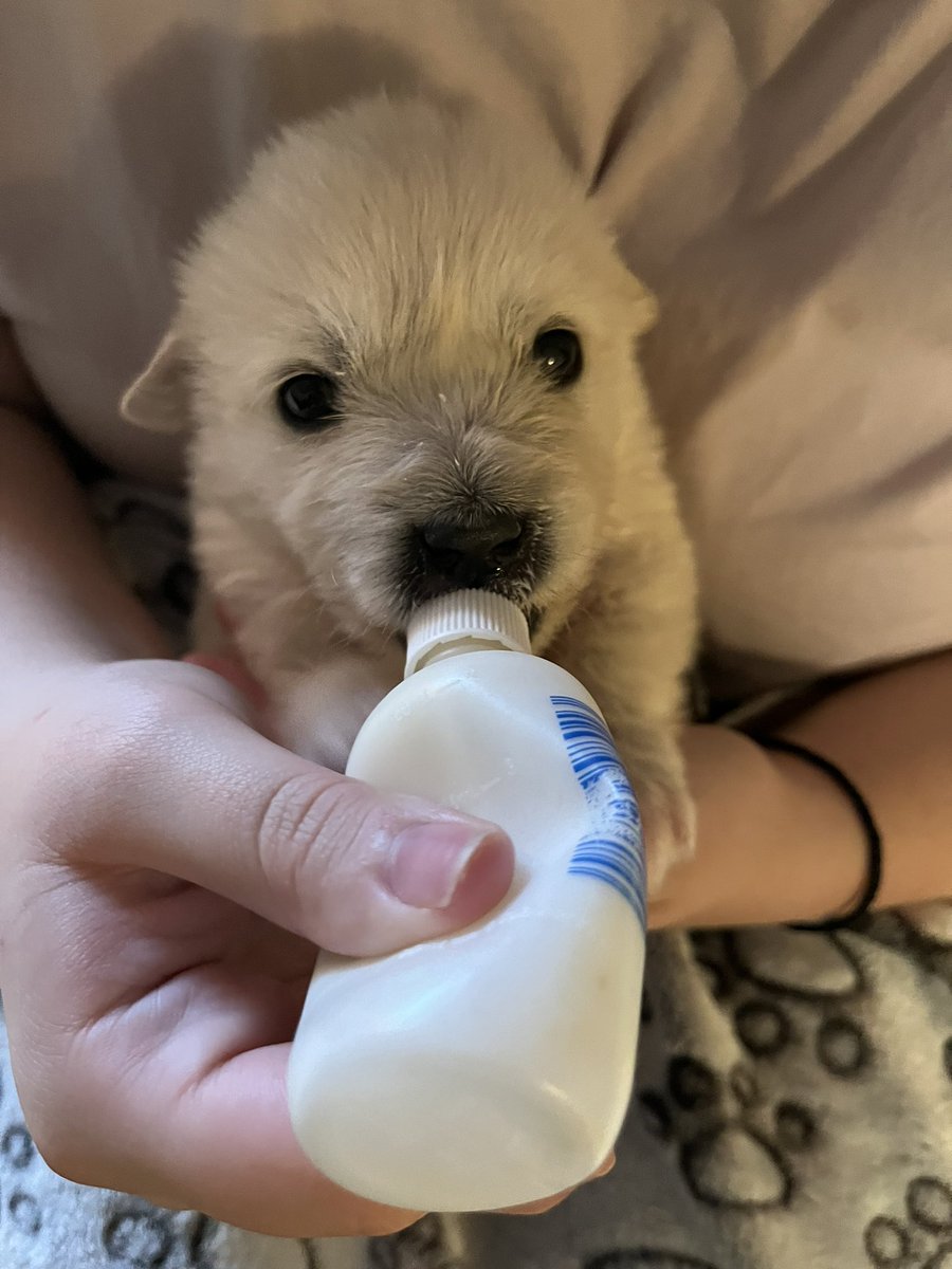 KathStavro's tweet image. My grand puppies are growing so fast! ♥️